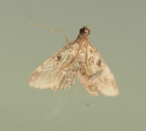 Réf. 351 727 : Duponchelia fovealis